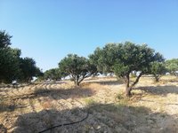 Olive Harvest - Crete November 2019