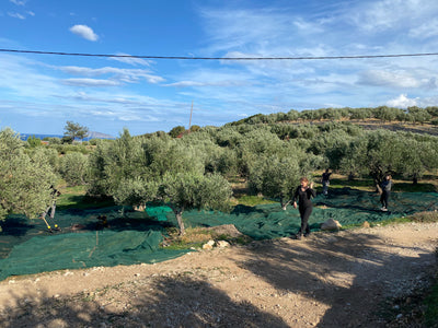 Cretan Olive Harvest
