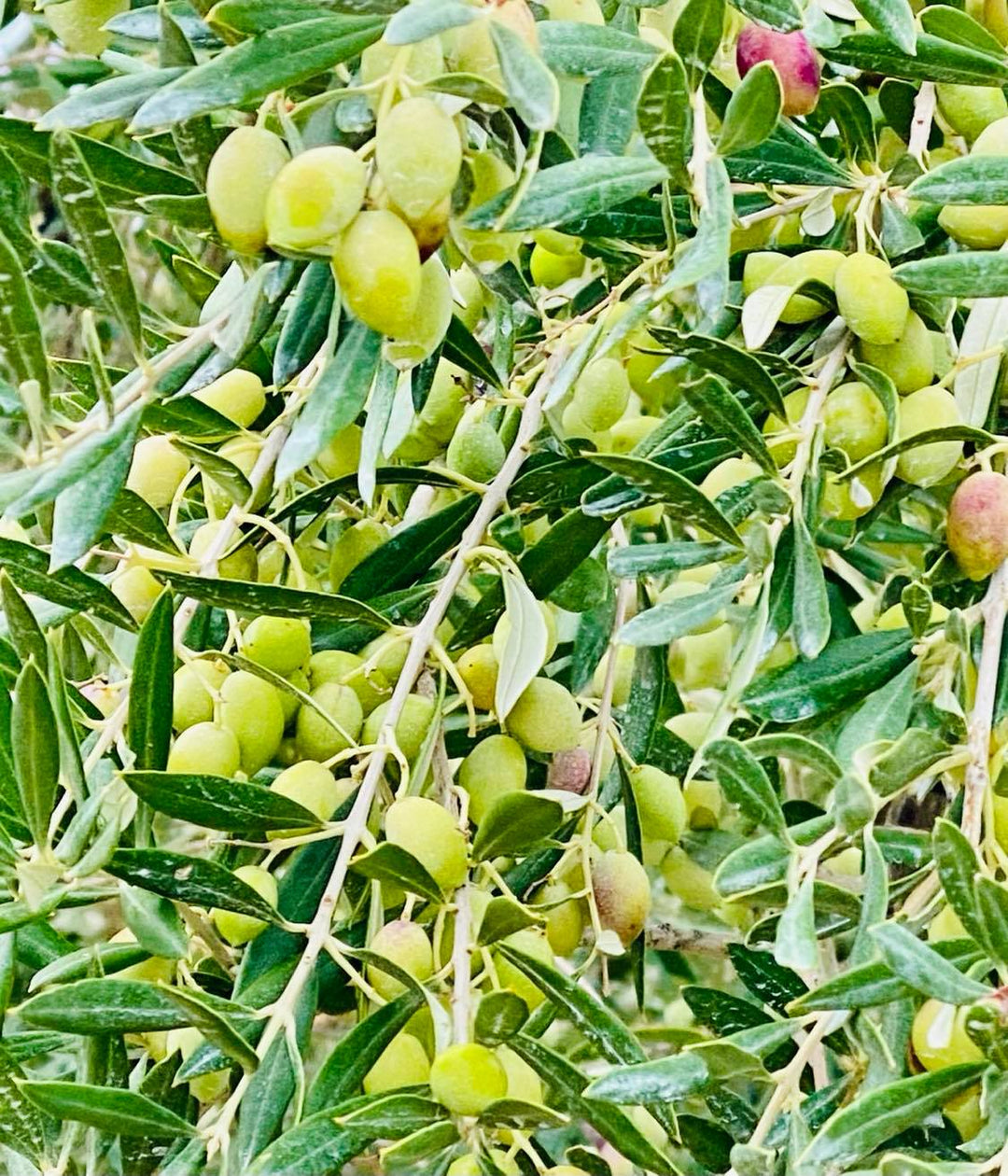 "Agourelaio" - Very Early Harvest Extra Virgin Olive Oil made from 'Unripe' Green Olives