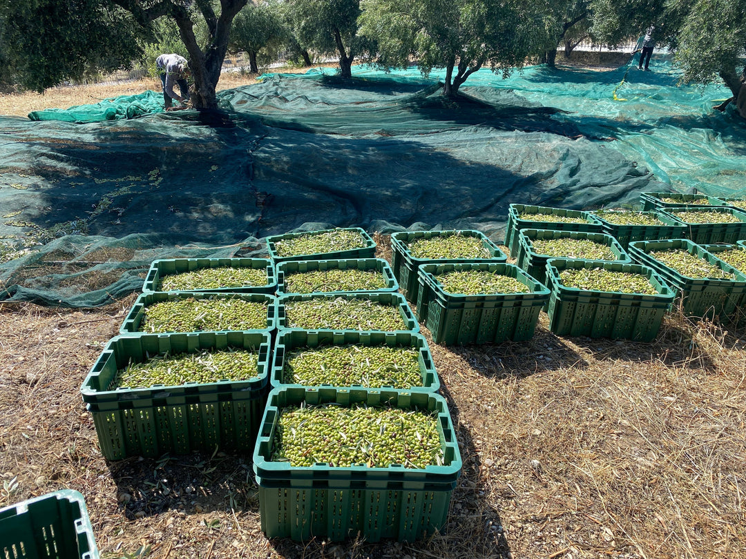 From Grove to Liquid Gold: The Annual Cycle of Organic Olive Farming in Crete