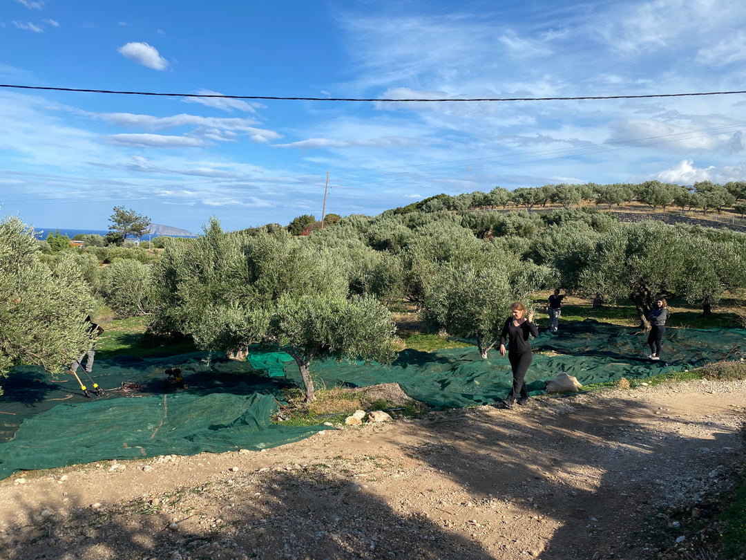 Liquid Gold's private olive estate in Crete, October harvest