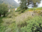 Wild sage growing on the Cretan mountains