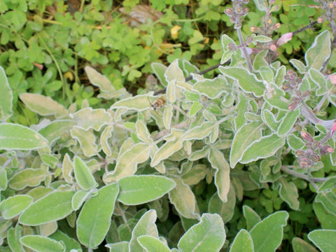 Wild sage growing on the Cretan mountains - a strong attraction for wasps and bees 