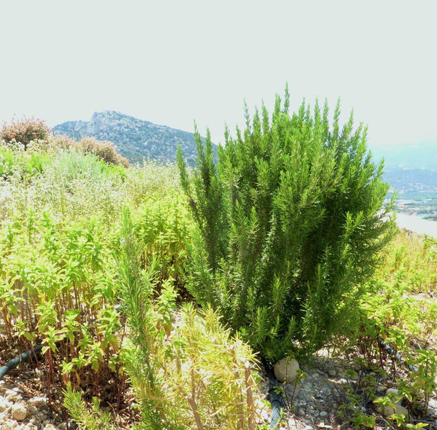 Greek wild rosemary from the mountains of Crete