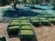 Liquid Gold Products October 2024 harvest of green olives for very high polyphenol olive oil - collected in open mesh crates