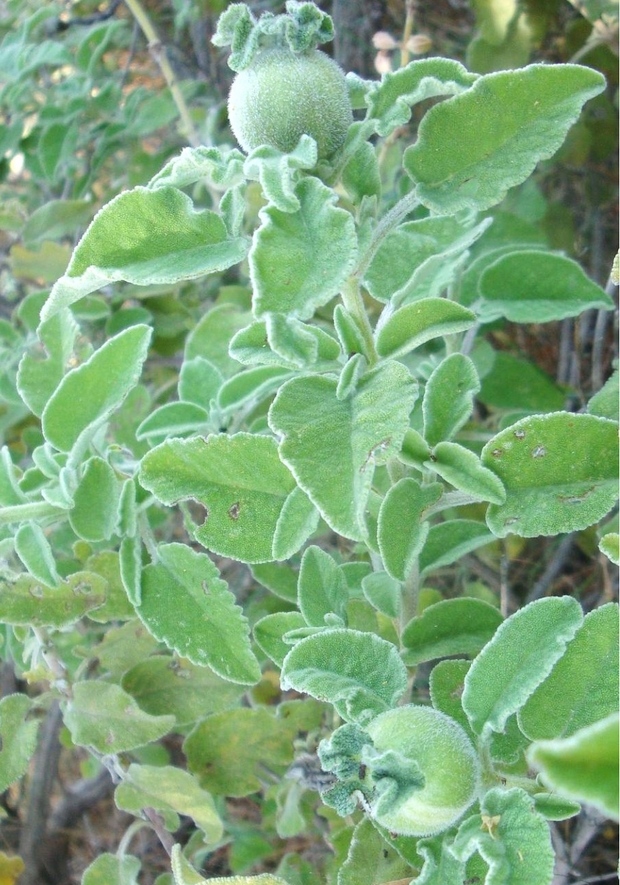 Wild apple sage in Crete