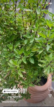 Cretan Basil plant in Cretan pot; from instagram  @liquidgoldcave