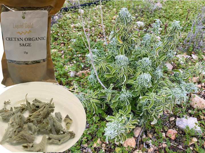 Wild sage on Cretan mountains, just before hand picking and drying 