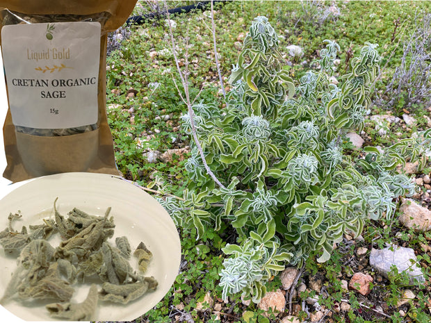 Wild sage on Cretan mountains, just before hand picking and drying 