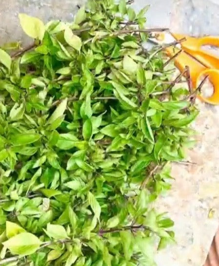 Freshly cut Cretan basil - image from Instagram @liquidgoldcave