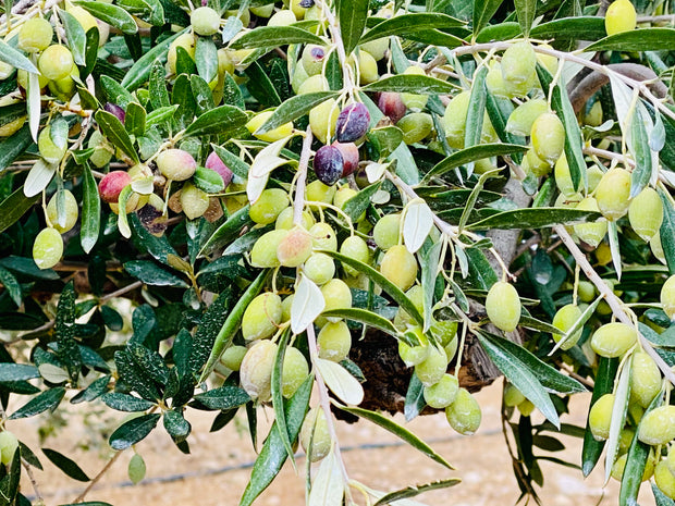 Liquid Gold Products October 2024 harvest of green olives for very high polyphenol olive oil