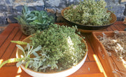 A recently collected selection of herbs for drying - oregano and mountain tea in the foreground; oregano rear right; wild sage front right, fresh bay leaves rear left