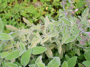 Wild sage growing on the Cretan mountains - a strong attraction for wasps and bees 