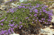 Close up of a bush of wild Cretan thyme with purple flowers on a rocky mountain top