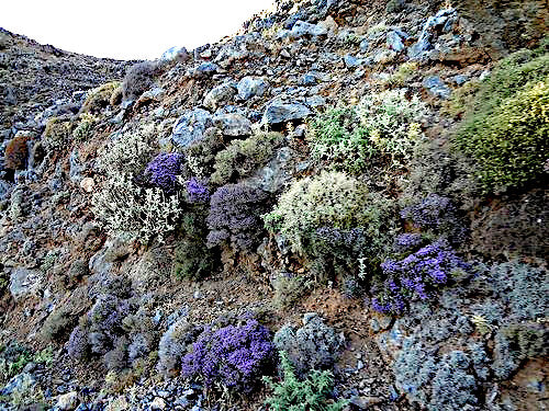 Cretan rocky mountain side showing bushes of wild thyme, oregano and sage