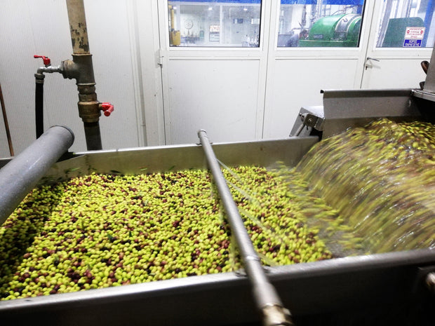 Liquid Gold Products mostly green olives being washed at the factory for production of very high polyphenol olive oil October harvest